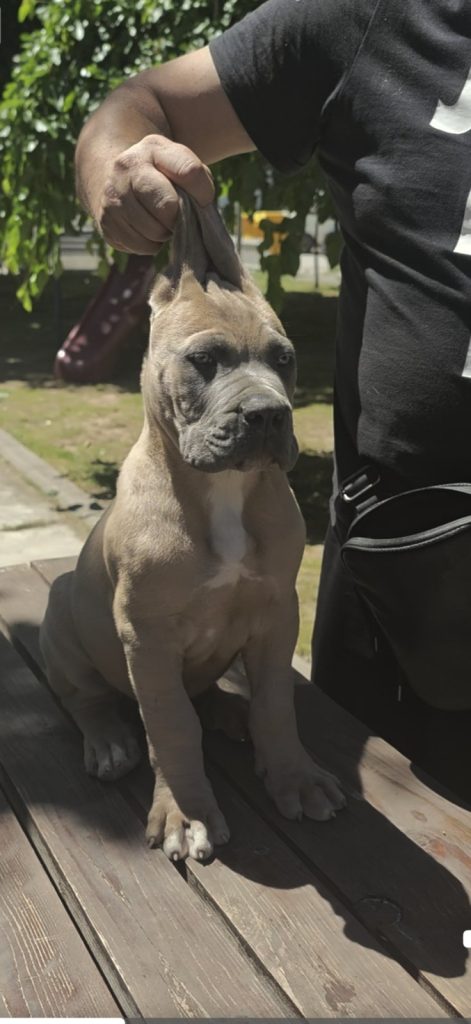 Cane Corso – Cuccioli maschi Formentino in vendita