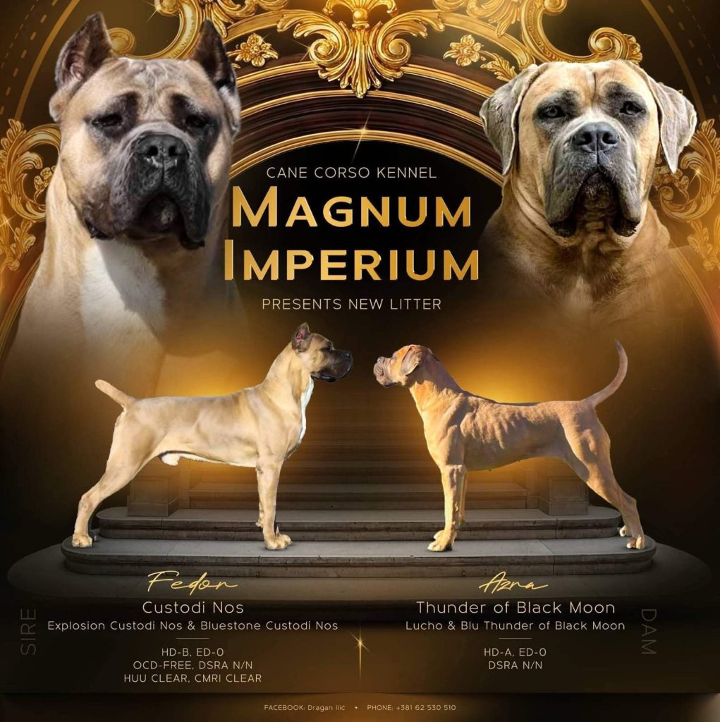 Cane Corso – Cuccioli maschi Formentino in vendita