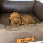 Cockapoo Cuccioli