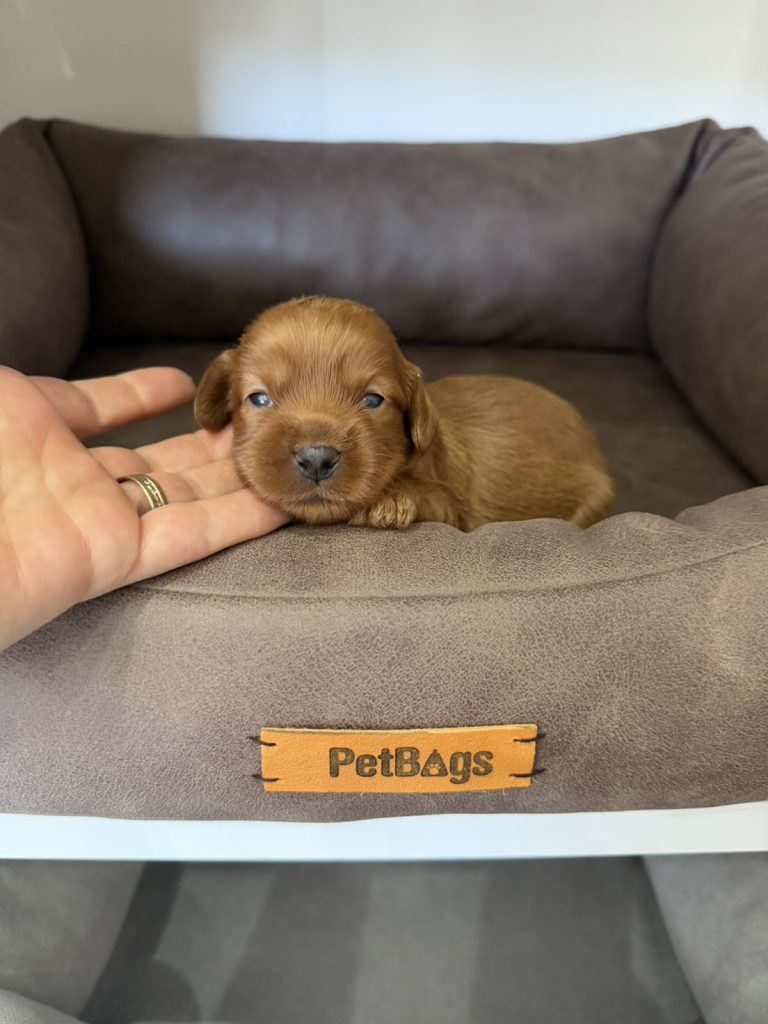 Cockapoo Cuccioli