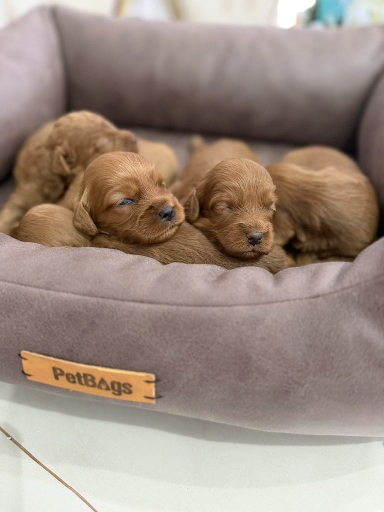 Cockapoo Cuccioli