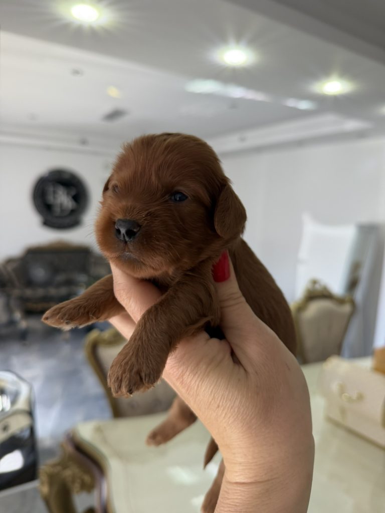 Cockapoo Cuccioli