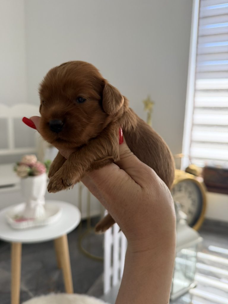 Cockapoo Cuccioli