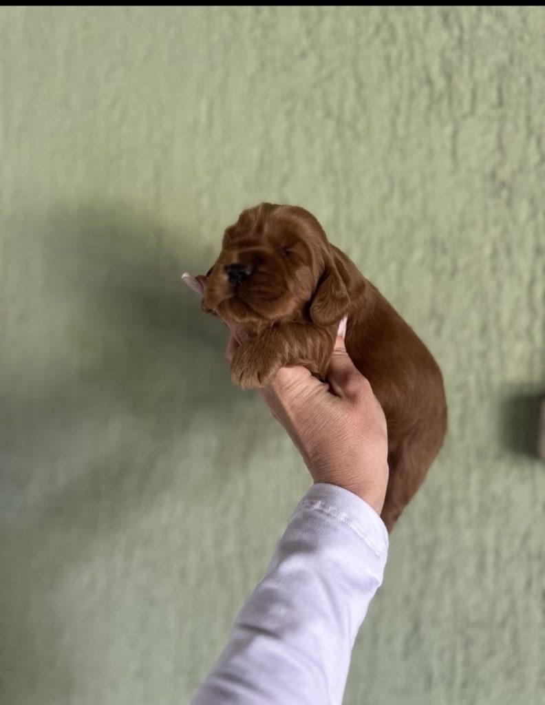 Cockapoo Cuccioli