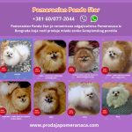 Allevamento di Pomerania vende femmine giovani