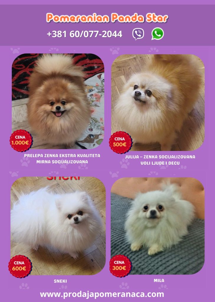 Allevamento di Pomerania vende femmine giovani