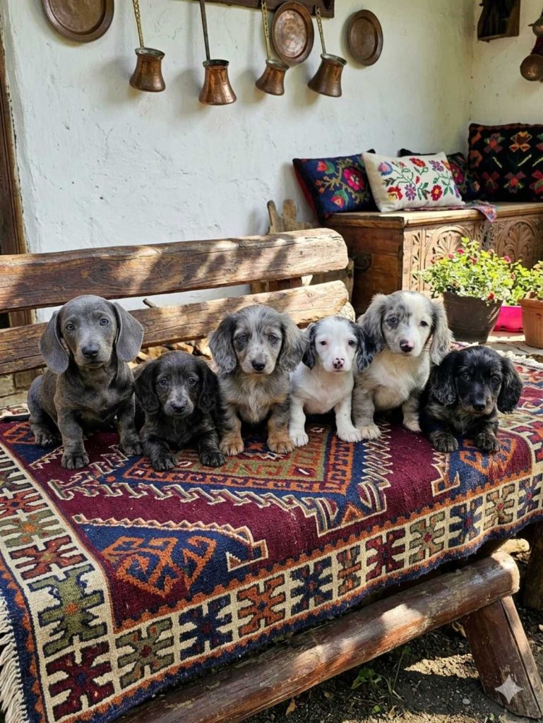 Cuccioli di bassotto a pelo lungo in vendita