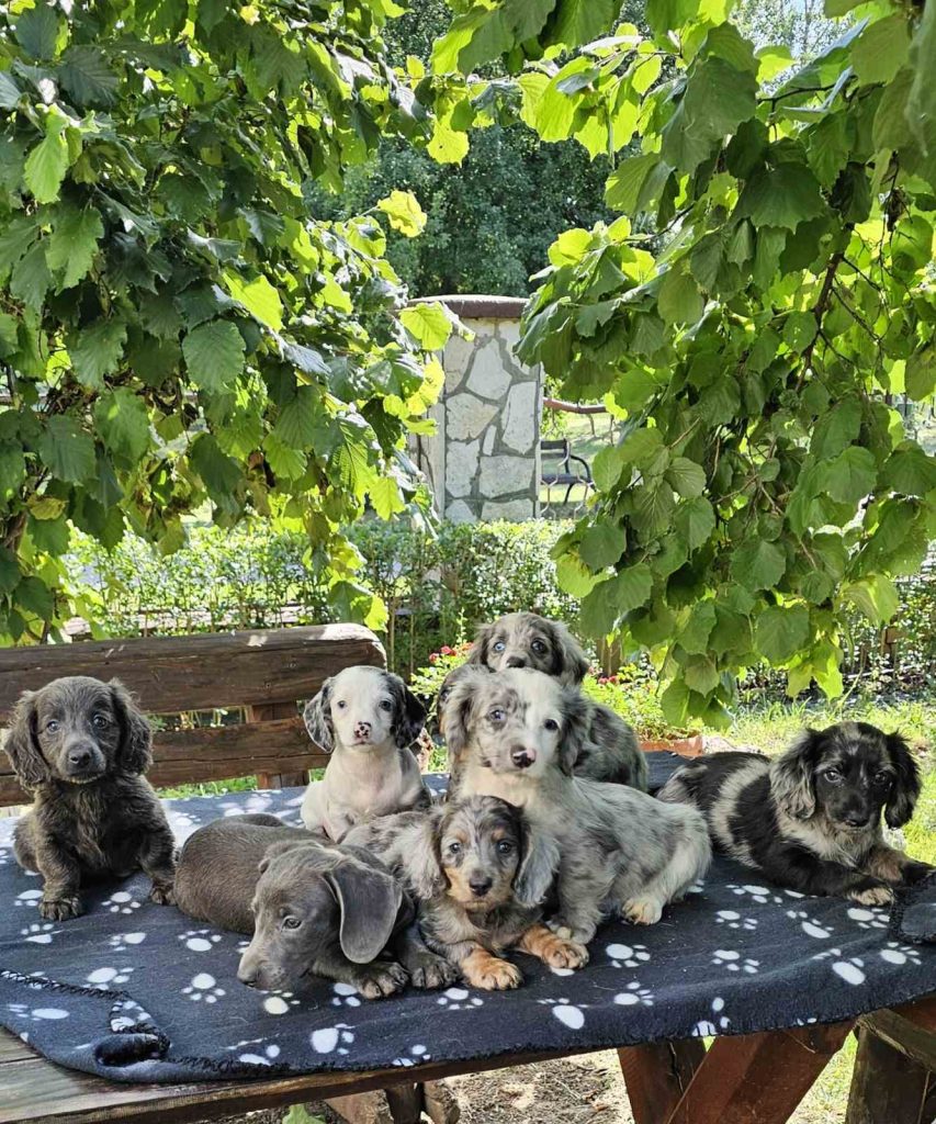 Cuccioli di bassotto a pelo lungo in vendita
