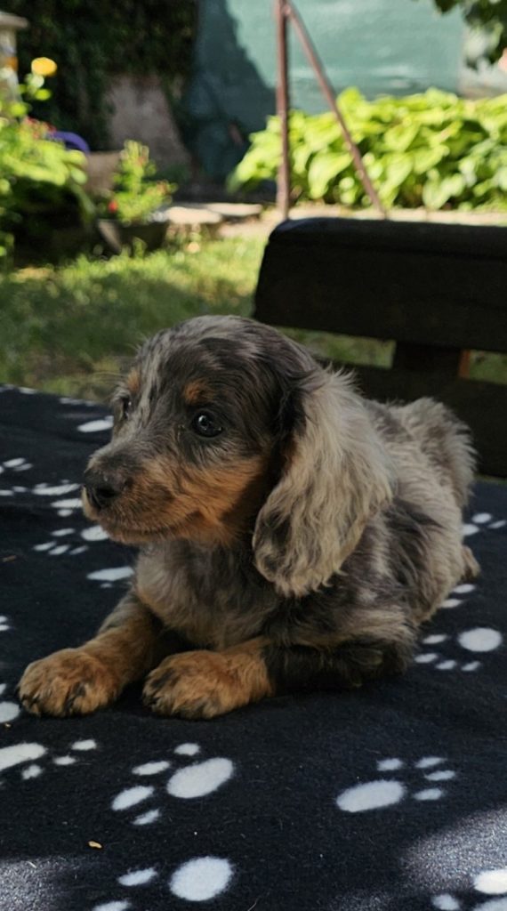 Cuccioli di bassotto a pelo lungo in vendita