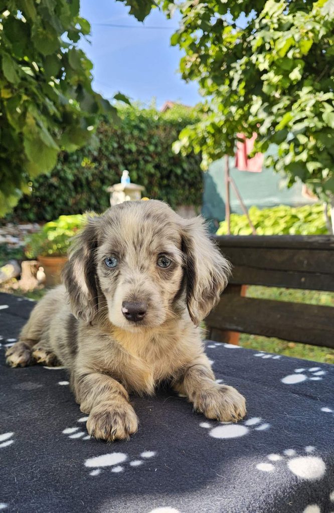 Cuccioli di bassotto a pelo lungo in vendita