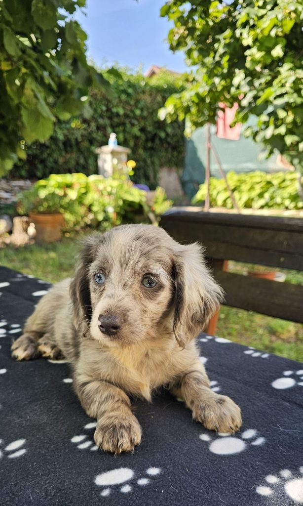 Cuccioli di bassotto a pelo lungo in vendita