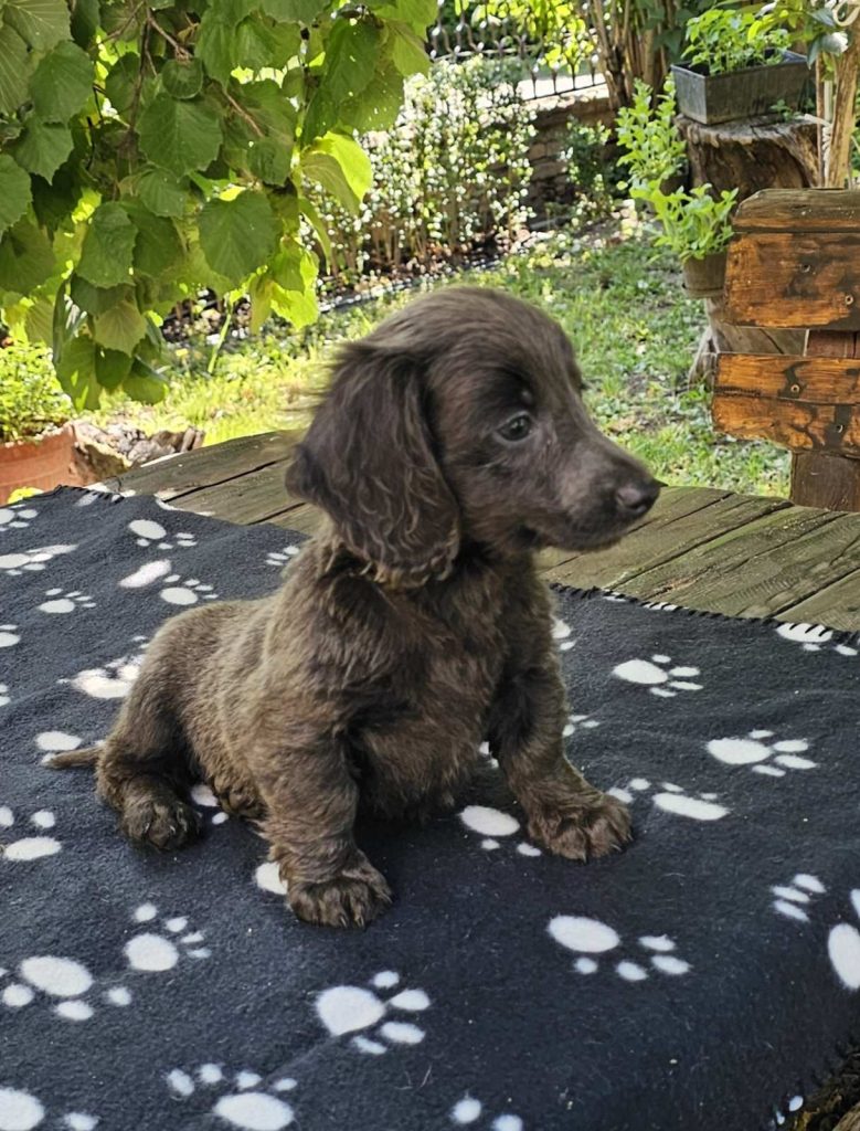 Cuccioli di bassotto a pelo lungo in vendita