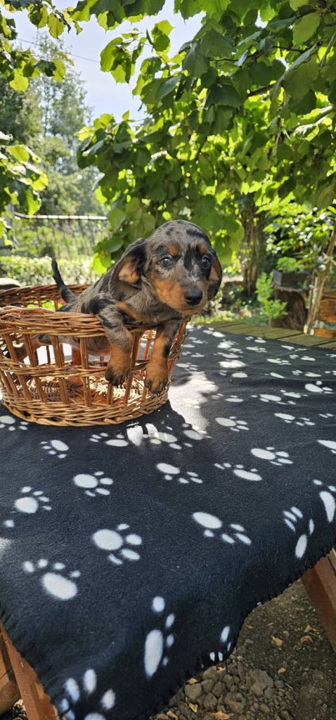 Cuccioli di bassotto a pelo lungo in vendita