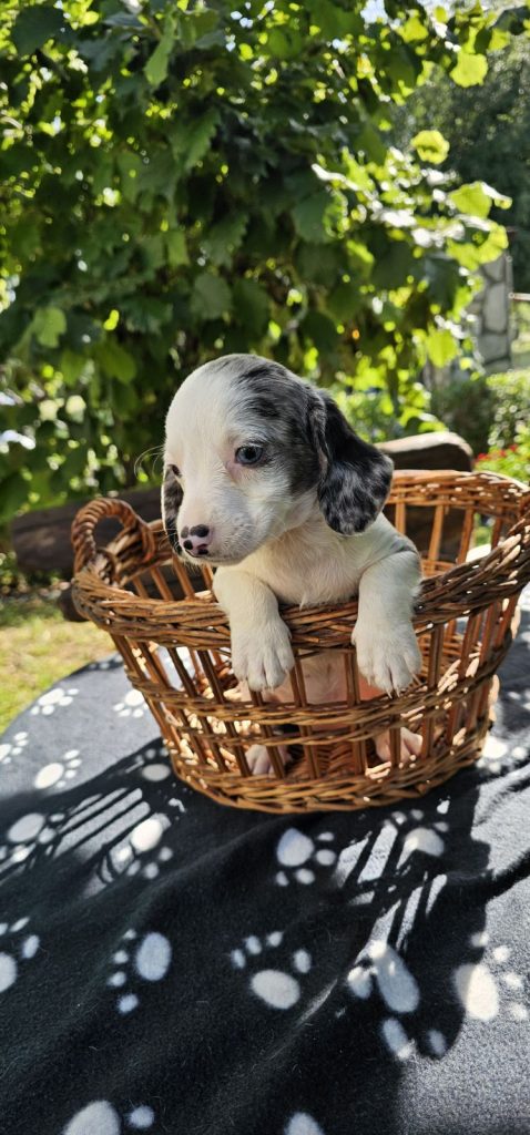 Cuccioli di bassotto a pelo lungo in vendita