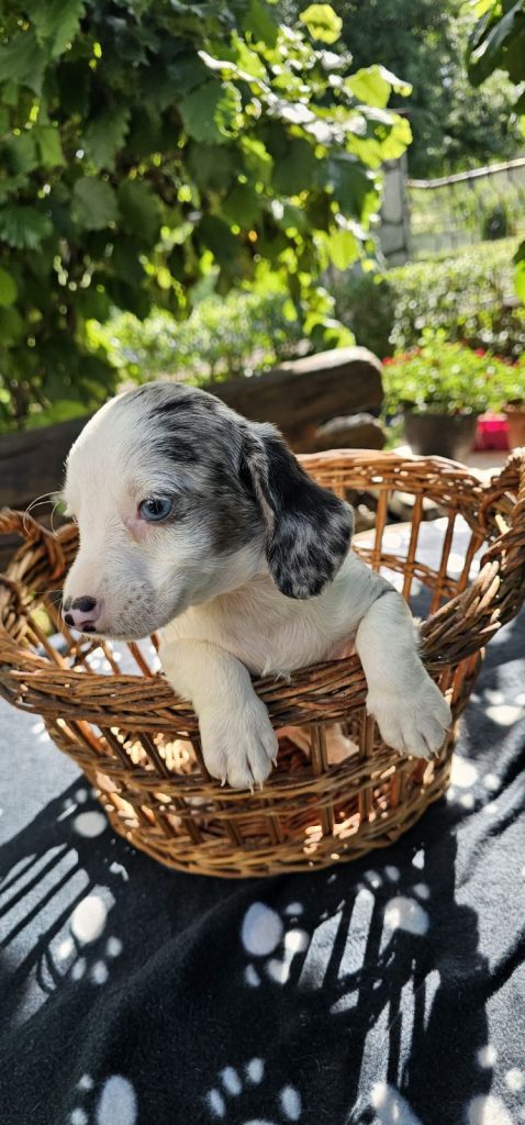 Cuccioli di bassotto a pelo lungo in vendita
