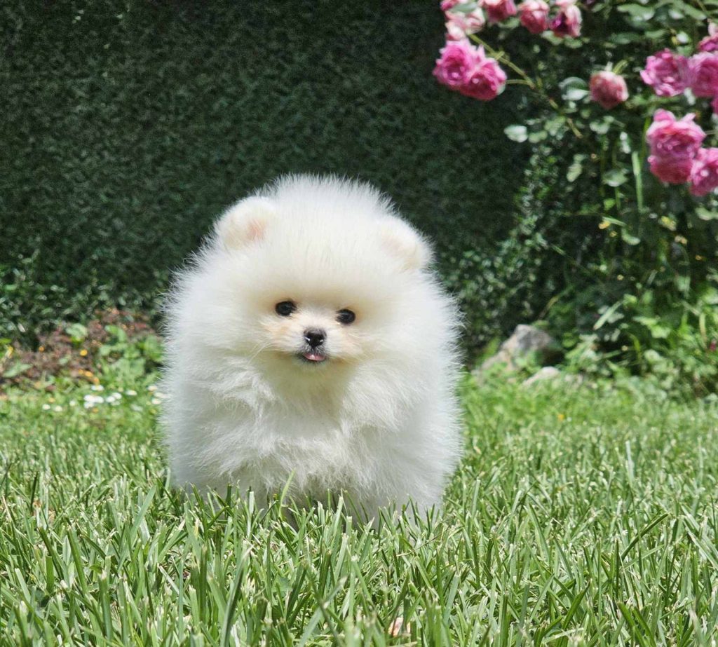 Pomeranian BOO tipo orsetto – Cuccioli di Spitz di Pomerania