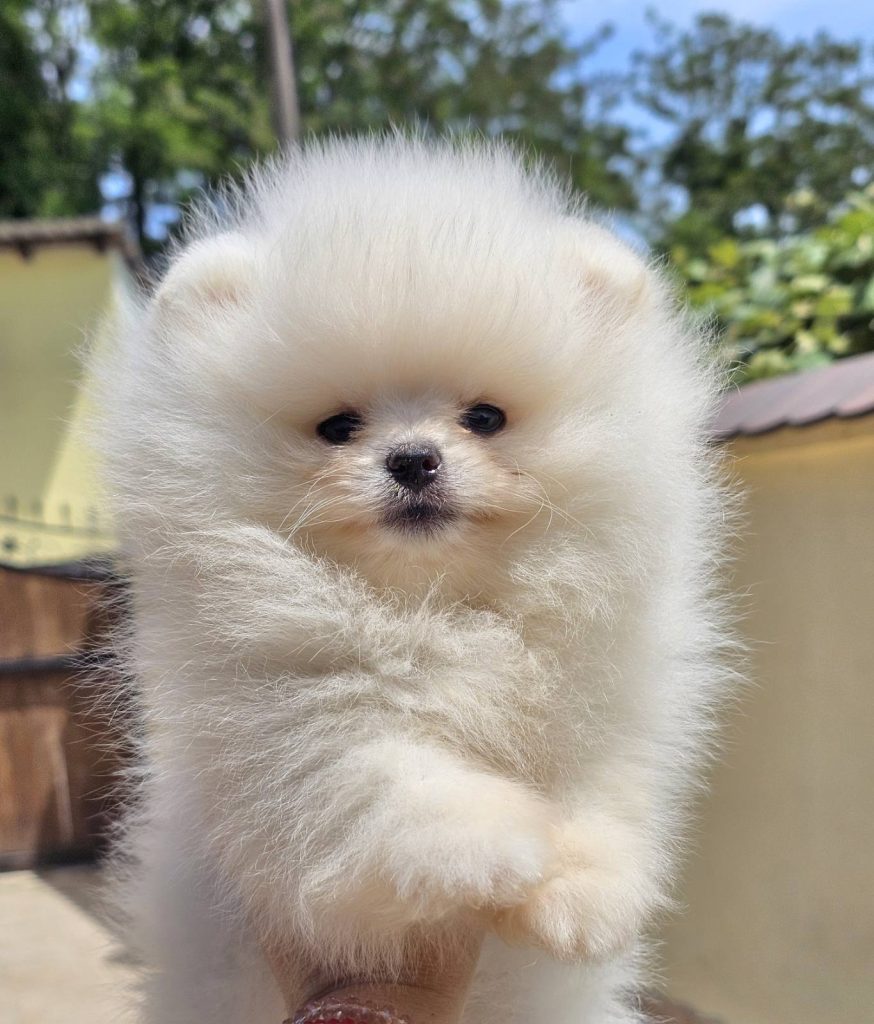 Pomeranian BOO tipo orsetto – Cuccioli di Spitz di Pomerania