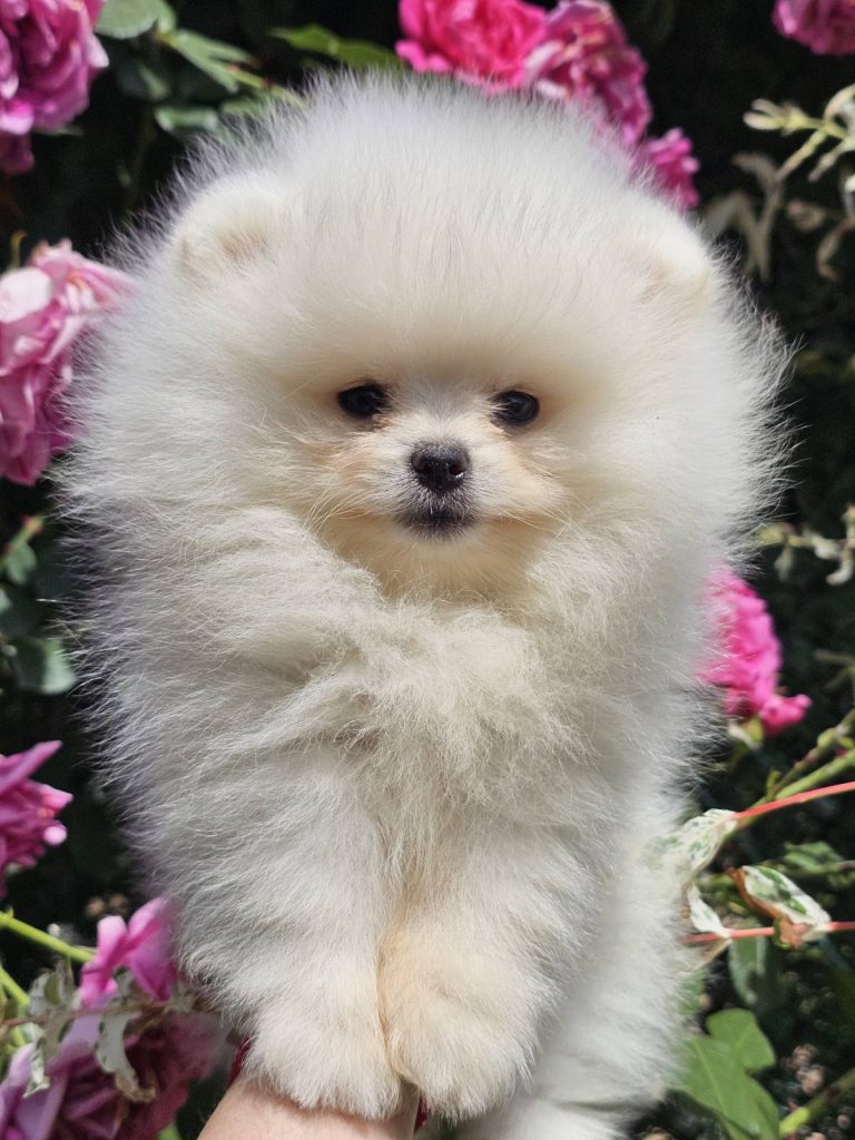 Pomeranian BOO tipo orsetto – Cuccioli di Spitz di Pomerania