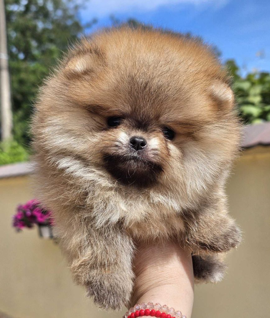 Pomeranian BOO tipo orsetto – Cuccioli di Spitz di Pomerania