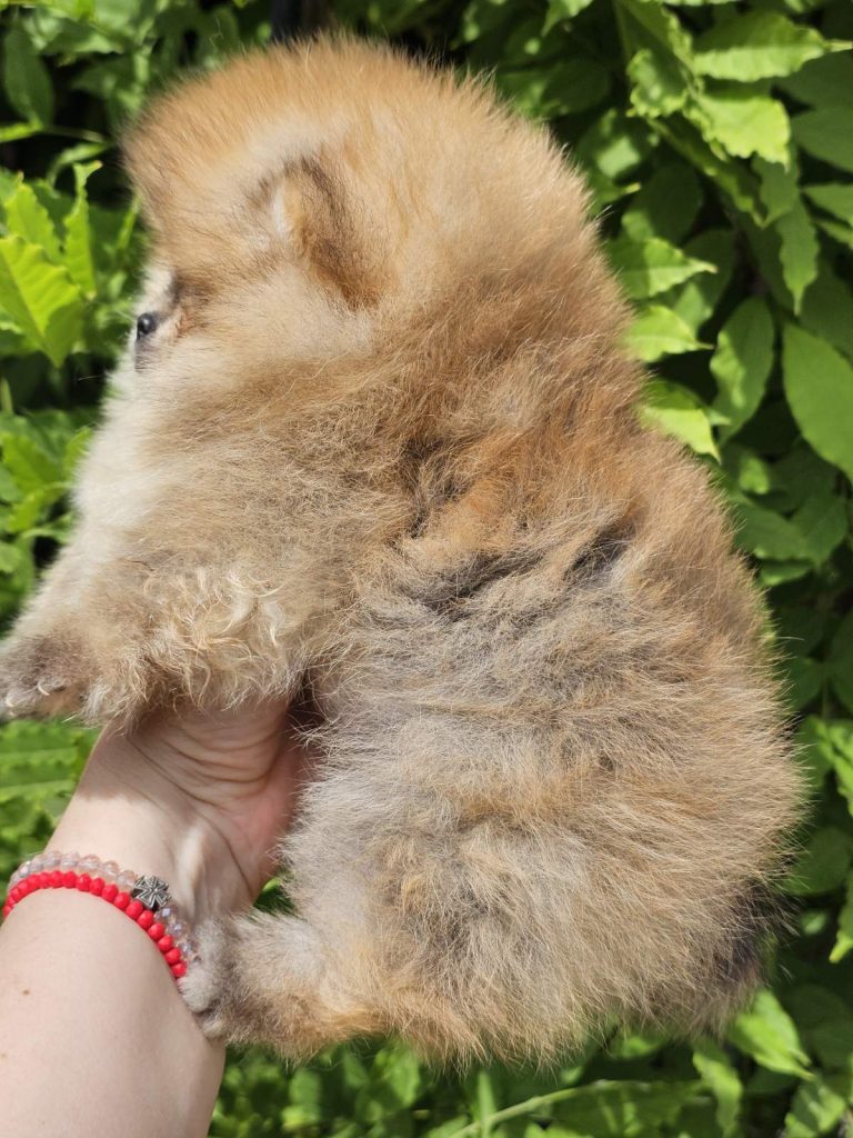Pomeranian BOO tipo orsetto – Cuccioli di Spitz di Pomerania