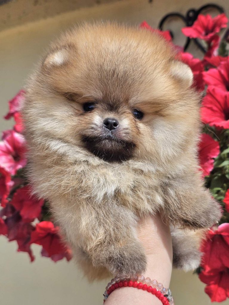 Pomeranian BOO tipo orsetto – Cuccioli di Spitz di Pomerania
