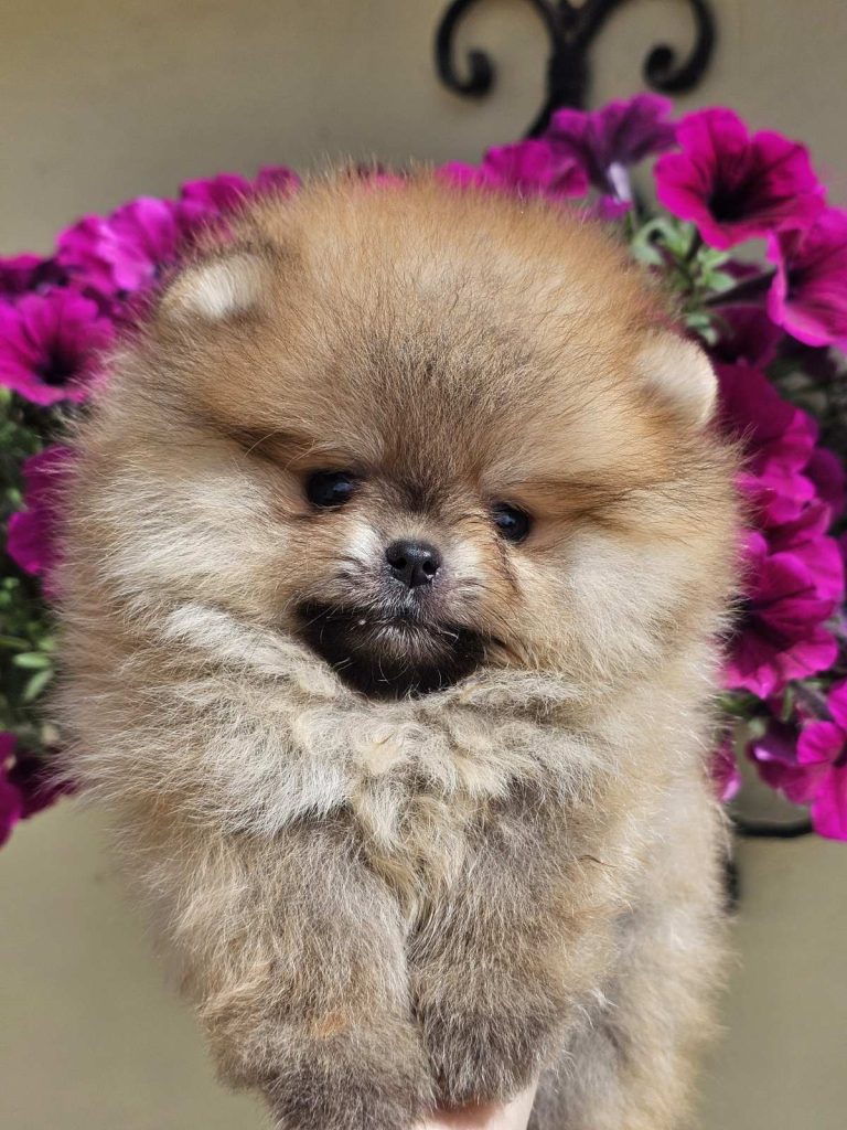 Pomeranian BOO tipo orsetto – Cuccioli di Spitz di Pomerania
