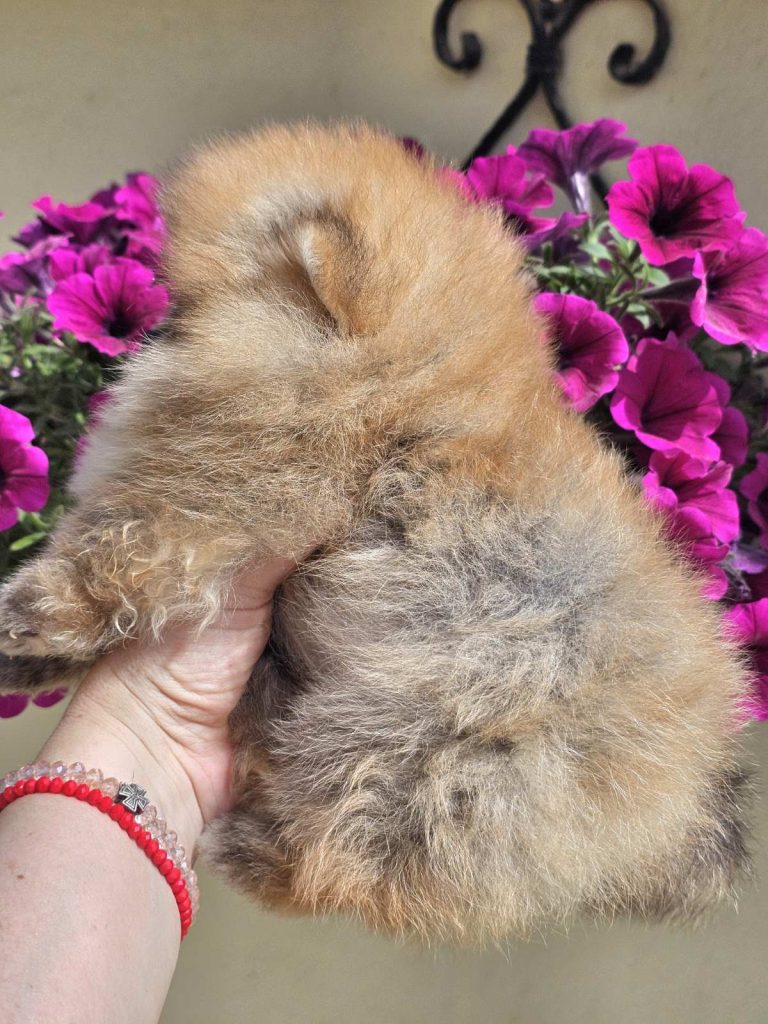 Pomeranian BOO tipo orsetto – Cuccioli di Spitz di Pomerania