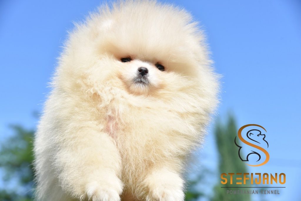 Cuccioli di Pomeranian BOO tipo Orsetto | Cuccioli di Spitz di Pomerania