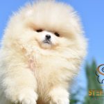 Cuccioli di Pomeranian BOO tipo Orsetto | Cuccioli di Spitz di Pomerania