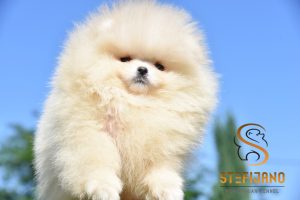 Cuccioli di Pomeranian BOO tipo Orsetto | Cuccioli di Spitz di Pomerania