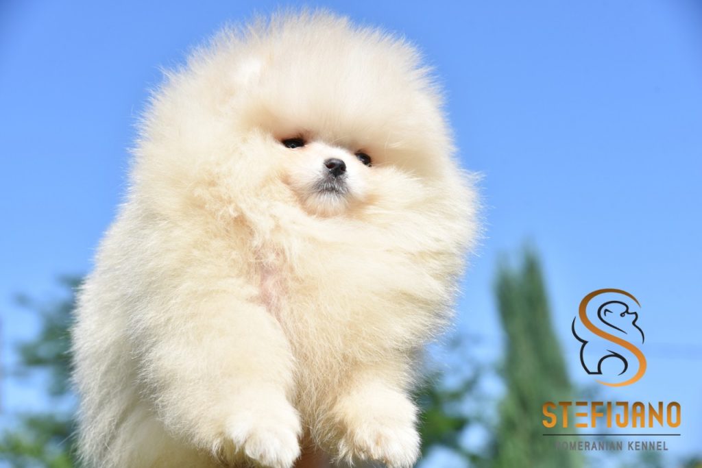 Cuccioli di Pomeranian BOO tipo Orsetto | Cuccioli di Spitz di Pomerania