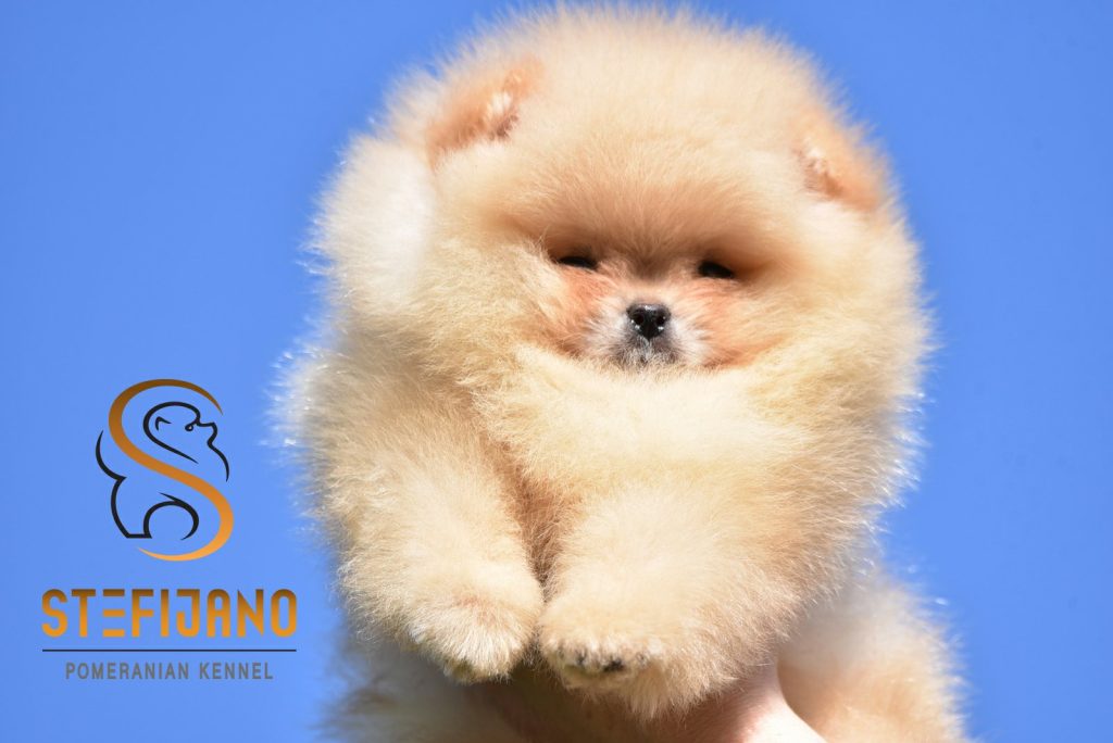 Cuccioli di Pomeranian BOO tipo Orsetto | Cuccioli di Spitz di Pomerania