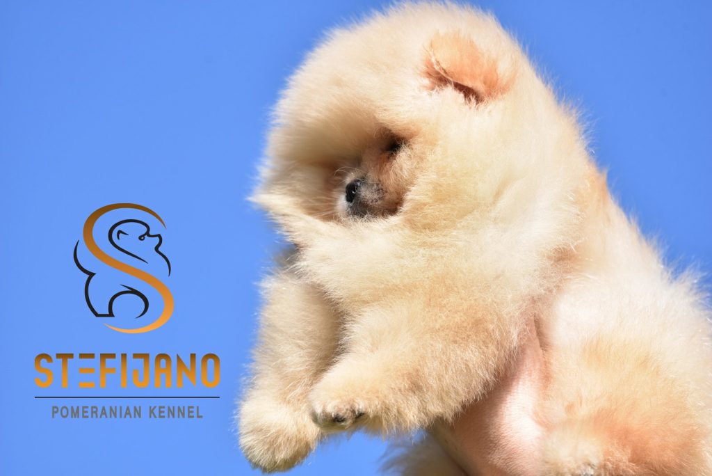 Cuccioli di Pomeranian BOO tipo Orsetto | Cuccioli di Spitz di Pomerania