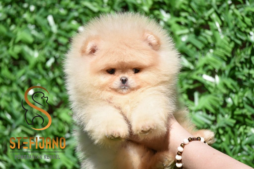 Cuccioli di Pomeranian BOO tipo Orsetto | Cuccioli di Spitz di Pomerania