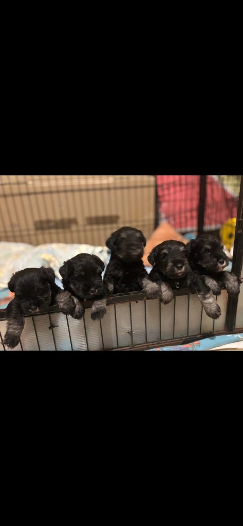 Schnauzer nano nero argento