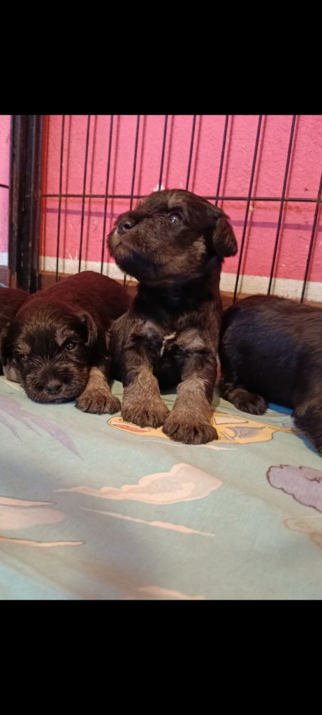 Schnauzer nano nero argento
