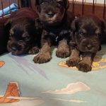 Schnauzer nano nero argento