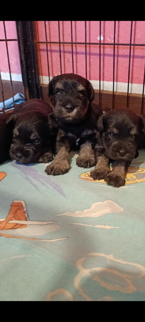 Schnauzer nano nero argento