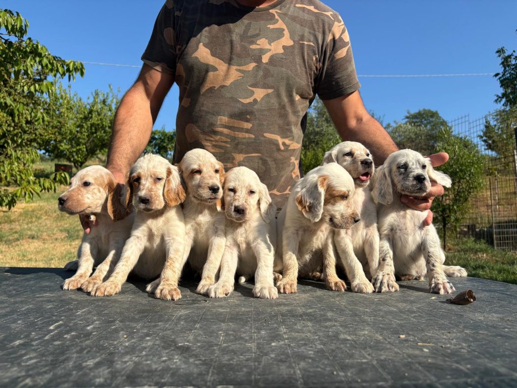 Cuccioli Setter Inglesi