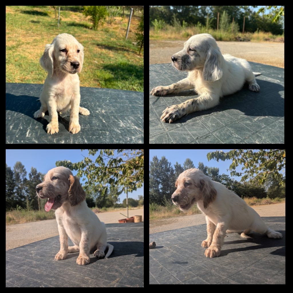 Cuccioli Setter Inglesi