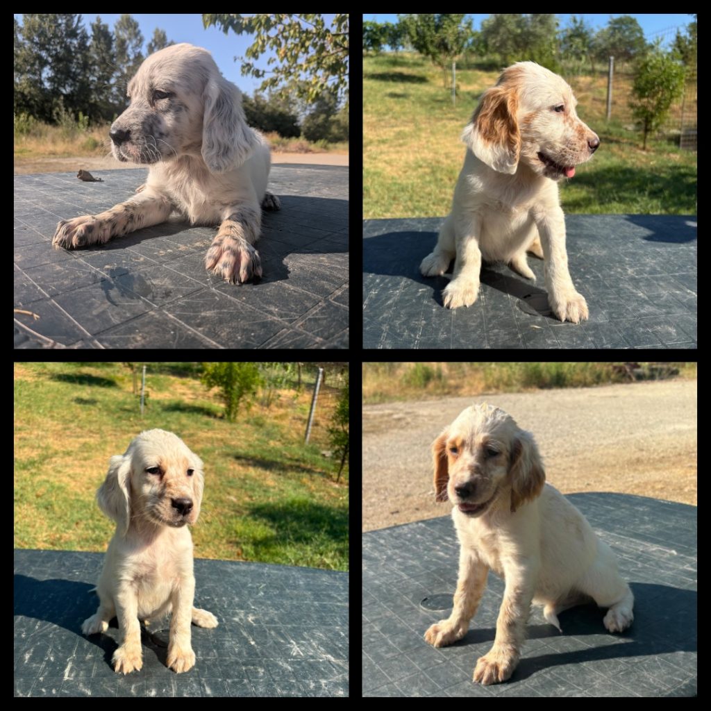 Cuccioli Setter Inglesi