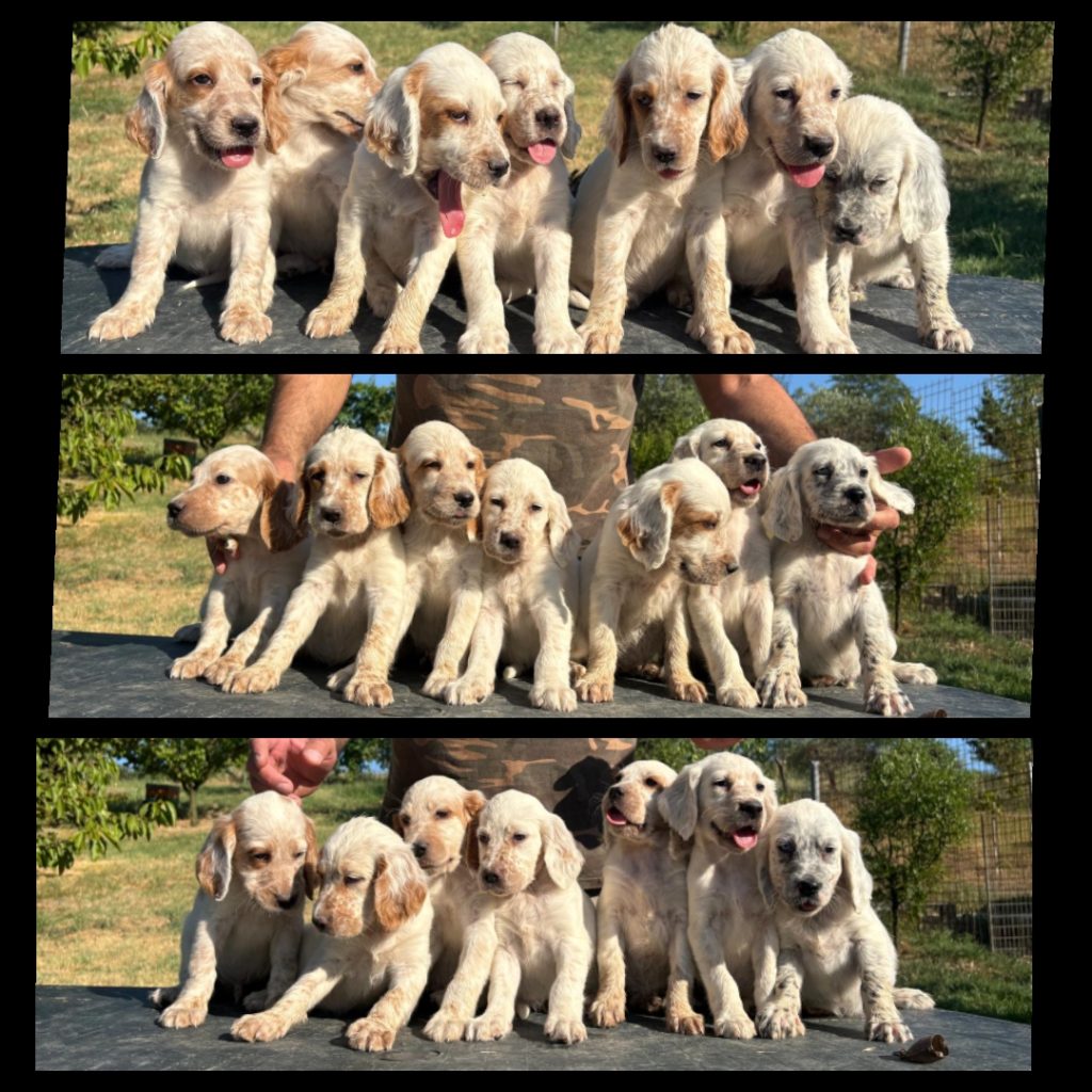 Cuccioli Setter Inglesi