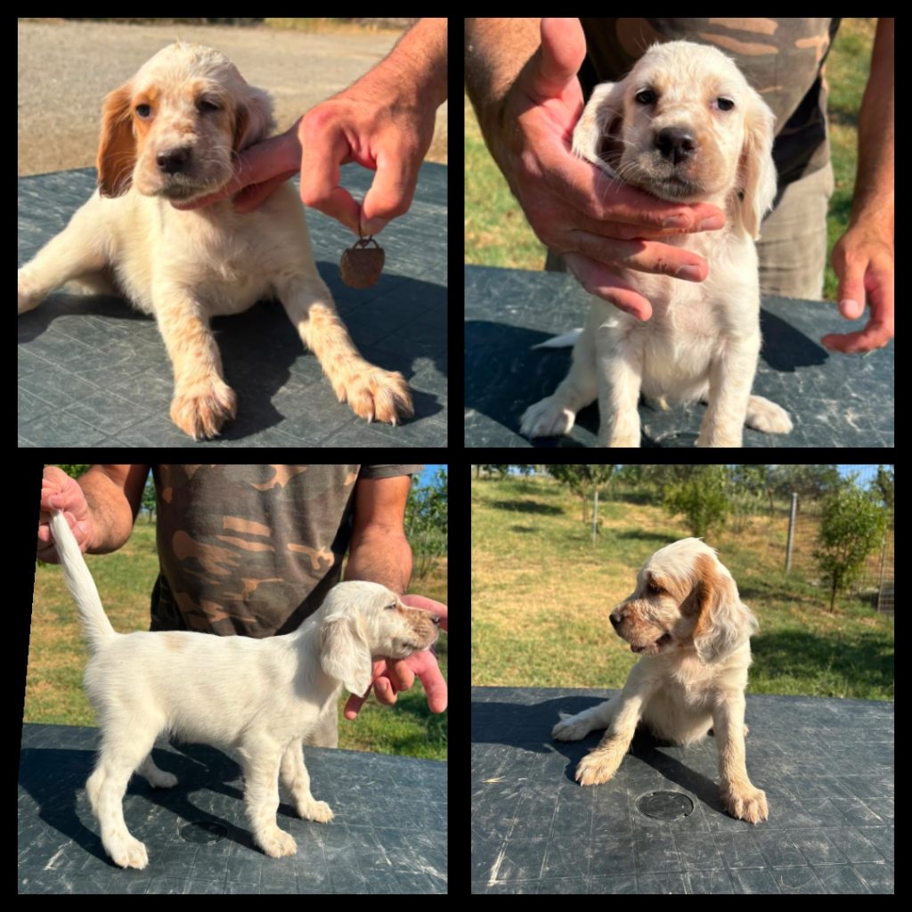 Cuccioli Setter Inglesi