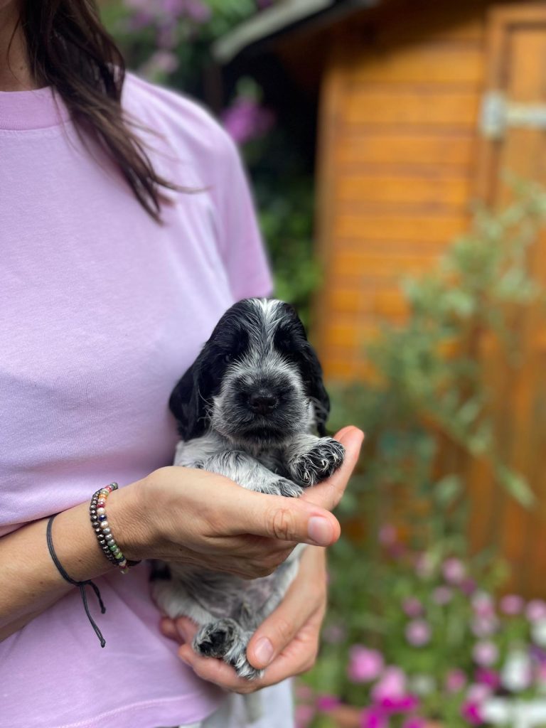 Cuccioli Cocker Spaniel Inglese