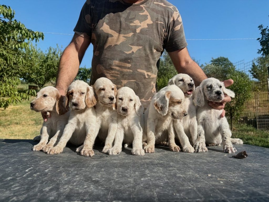 Cuccioli Setter Inglesi