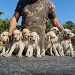 Cuccioli Setter Inglesi