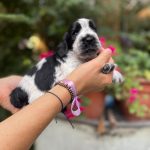 Cuccioli Cocker Spaniel Inglese