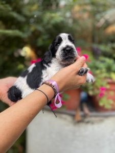 Cuccioli Cocker Spaniel Inglese