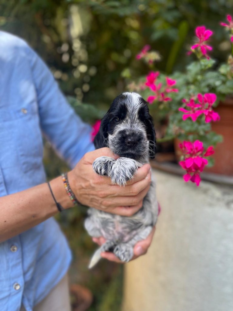Cuccioli Cocker Spaniel Inglese