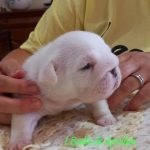 BULLDOG INGLESE